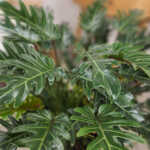 Philodendron Xanadu