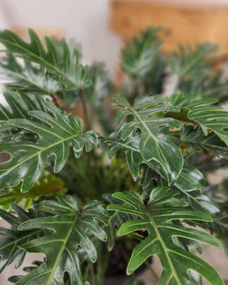 Philodendron Xanadu