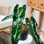 Philodendron billietiae