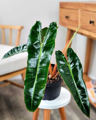 Philodendron billietiae