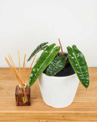 Philodendron billietiae