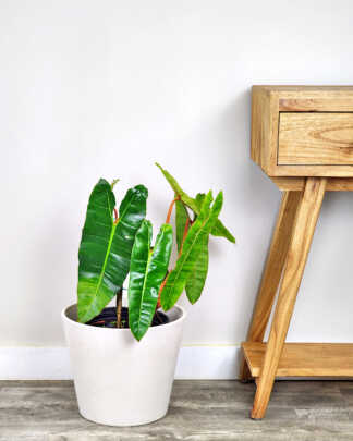 Philodendron billietiae