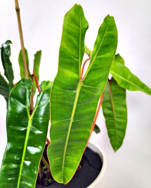 Foliage Foliage