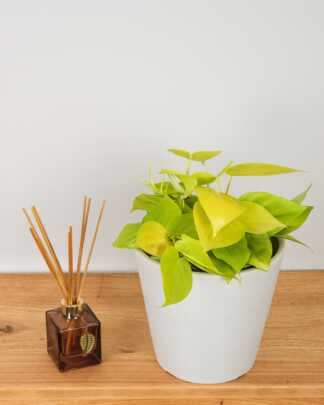 Philodendron hederaceum Neon