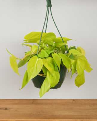Philodendron hederaceum Neon