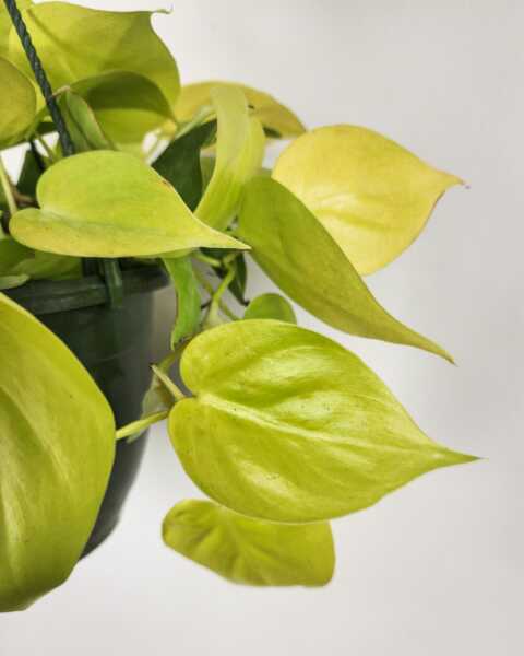 Foliage Foliage