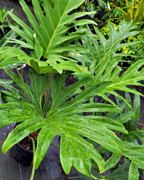 Foliage