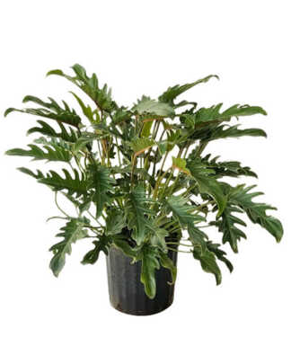 philodendron xanadu 3g