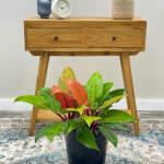 philondedron prince of orange