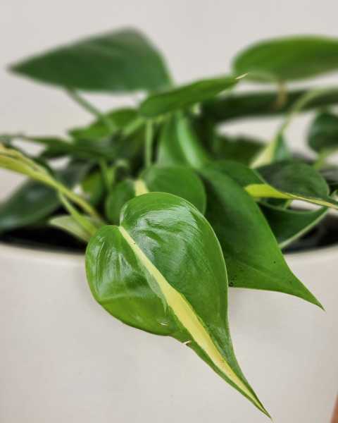 Foliage Foliage