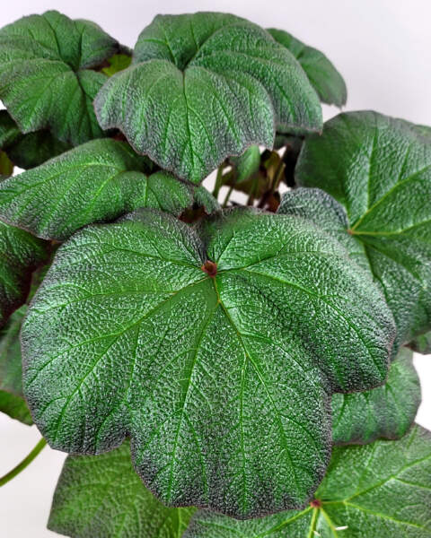 Foliage 1 Foliage 1
