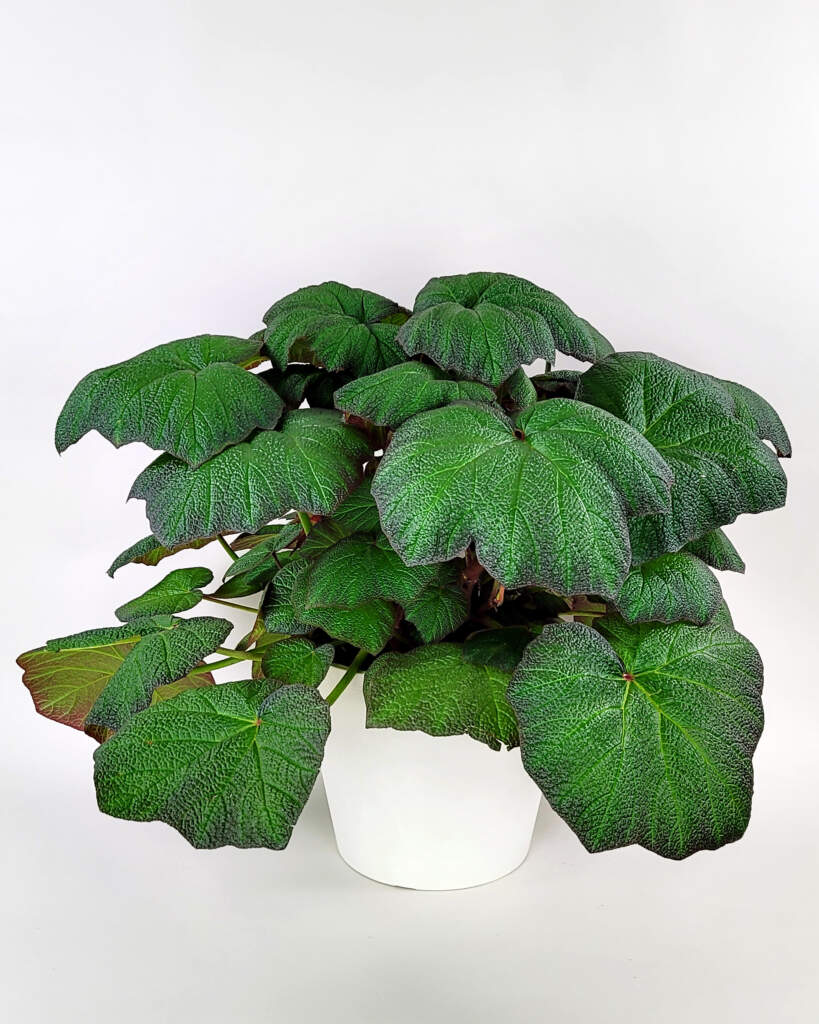Pigskin Begonia