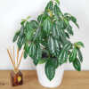 Pilea Cadierei