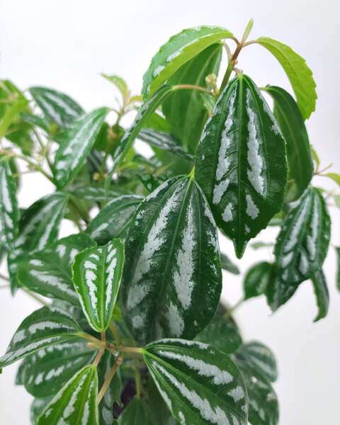Foliage