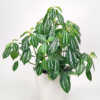 Pilea Cadierei