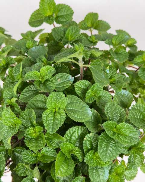 Foliage Foliage