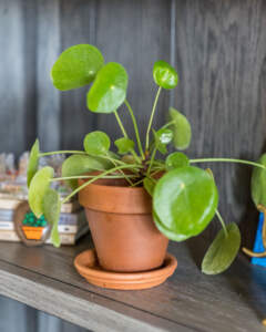 Pilea peperomides