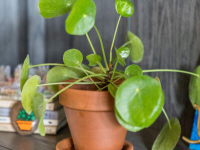 pilea peperomioides chinese money plant