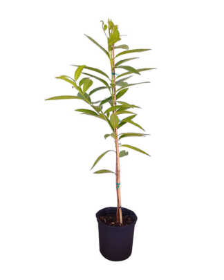 pimenta dioica large