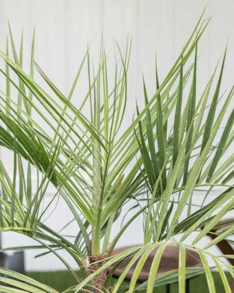 Foliage Foliage