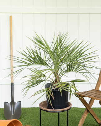pindo palm