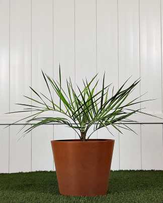 Pindo Jelly Palm - Large