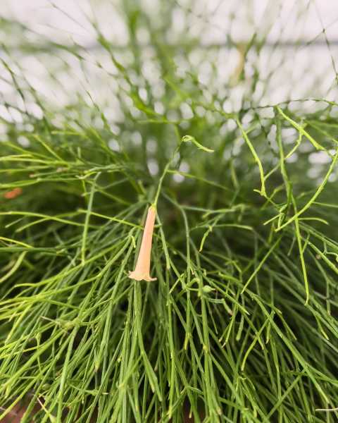 Foliage