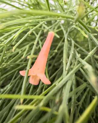 Pink Firecracker