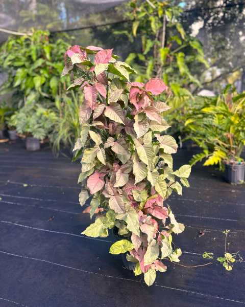 PlantVine Picks PlantVine Picks