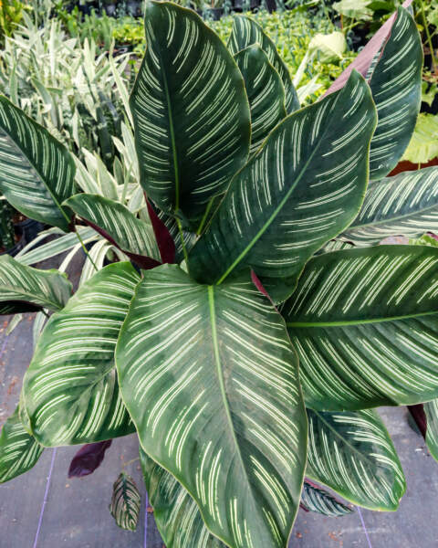Specimen Foliage Specimen Foliage