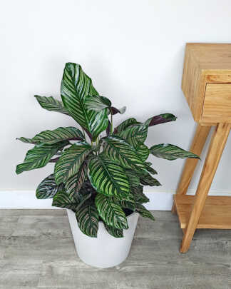 Pinstripe Calathea