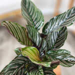 Pinstripe Calathea