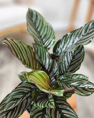 Pinstripe Calathea