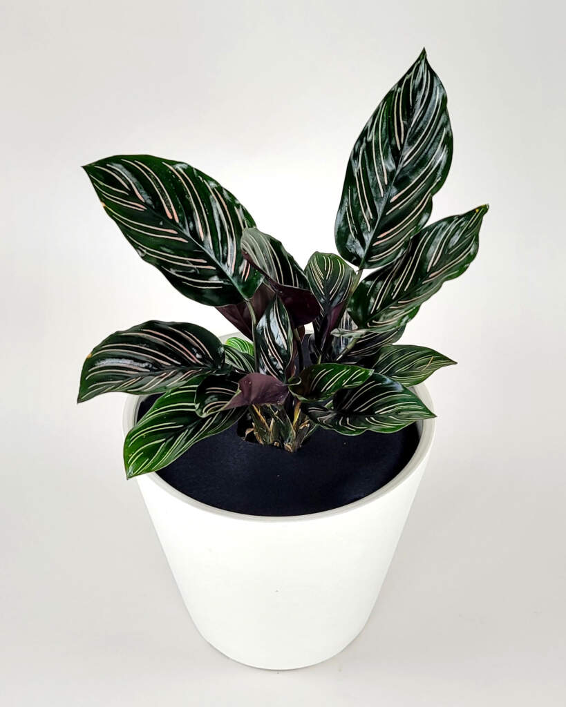 Pinstripe Calathea