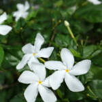 pinwheel jasmine