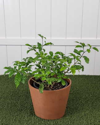 Pinwheel Jasmine