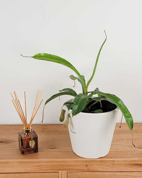 Medium, Bush Medium, Bush