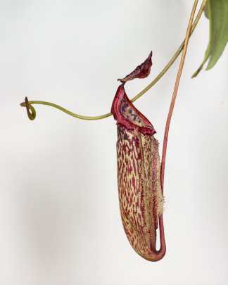 Miranda Pitcher Plant