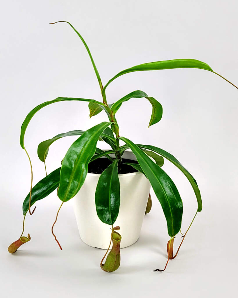 Tropical Pitcher Plant