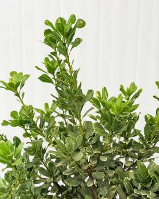 Variegated Pittosporum, Pittosporum tobira 'Variegata', Variegated Japanese Cheesewood