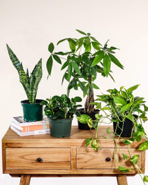 Instant Plant Shelfie Box