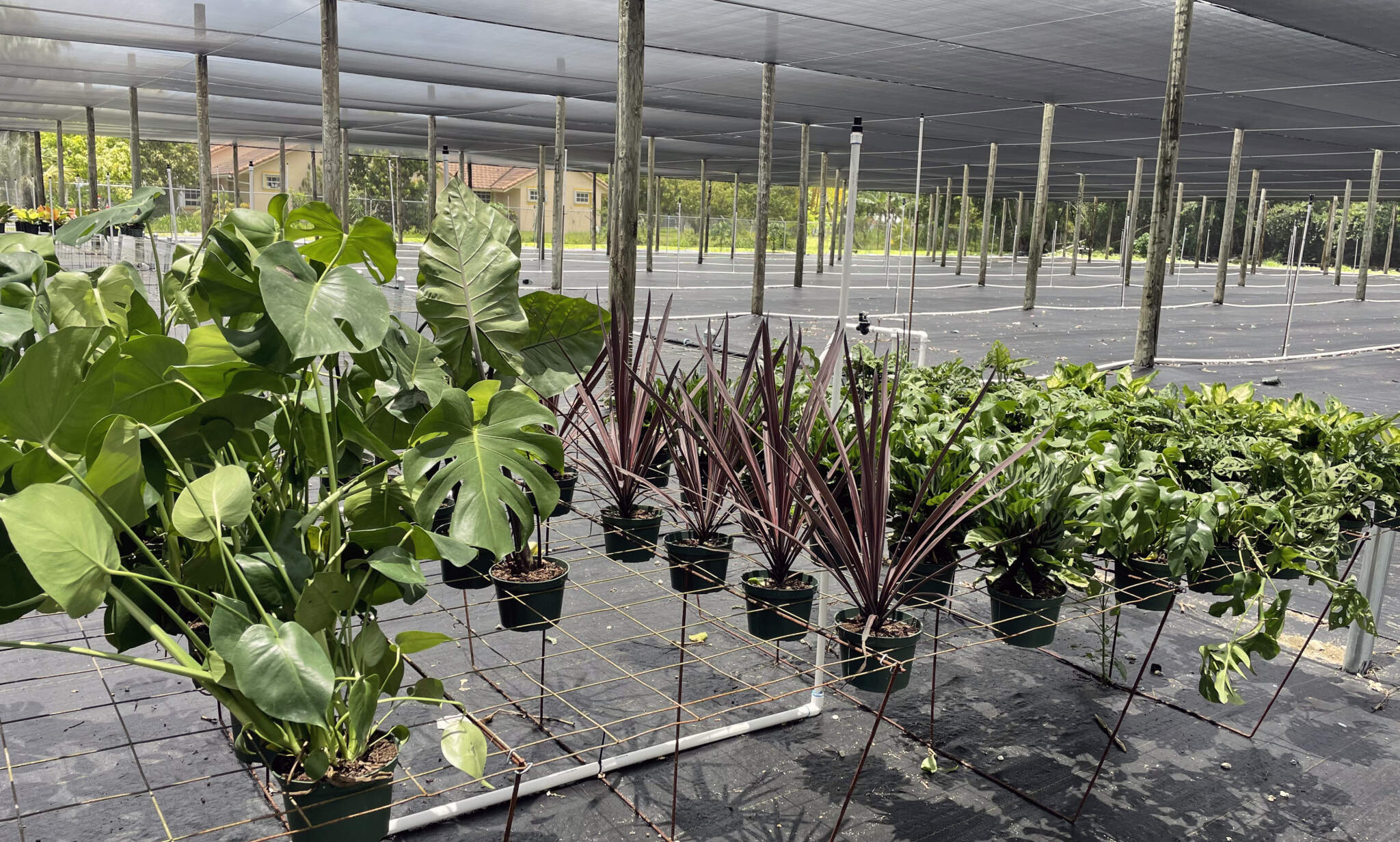 PlantVine receives approval to ship plants to California, opens second