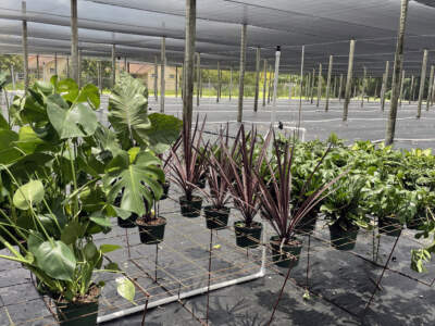 California approved growing stations