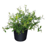 plumbago 3g cape leadwort