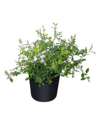 plumbago 3g cape leadwort