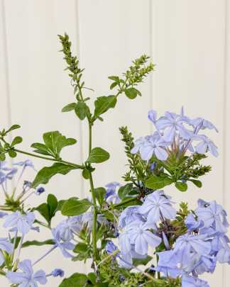 Plumbago Auriculata 'Imperial Blue', Cape Leadwort