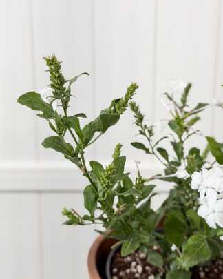 Plumbago auriculata 'Alba', White Plumbago