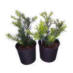 podocarpus macrophyllus pringles large crop one