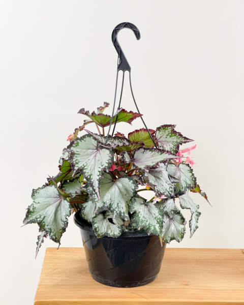 Large Hanging Basket