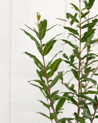 Punica granatum 'Nana', Pomegranate 'Dwarf Red'